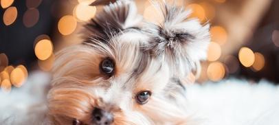 电脑版元气壁纸如何下载到平板上？兼容性如何？